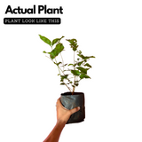 White Arabic Jasmine / Kutti Mulla (Jasminum) Flowering/Ornamental Live Plant (Home & Garden)