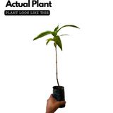 Noni Fruit / Indian mulberry (Morinda citrifolia) Fruit/Medicinal Live Plant (Home & Garden)