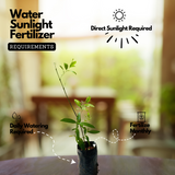 White Sandal Wood Plant / Chandanam (Santalum album) Ornamental Live Plant (Home & Garden)