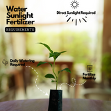 Chempakam Seedling Plant (Magnolia Champaca) Flowering/Ornamental Live Plant (Home & Garden)