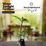 Araucaria Plant / Christmas Tree plant (Araucaria columnaris) Ornamental Live Plant (Home & Garden)