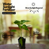 Bird's Eye Chilli / Kanthari (Capsicum annuum) Flowering/Ornamental Live Plant (Home & Garden)