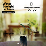 Black Pepper / Kurumulaku (Piper nigrum) Fruit/Ornamental/Medicinal/ Live Plant (Home & Garden)