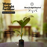 Inter Mangala Arecanut (Areca catechu) Fruit/Medicinal Live Plant (Home & Garden)