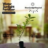 Kesavardhini Plant (Centratherum Punctatum) Flowering/Ornamental/Medicinal Live Plant (Home & Garden)