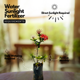 Red Ixora / Chuvanna Chethi (Ixora coccinea) Flowering/Ornamental Live Plant (Home & Garden)