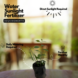 Curtain Plant (Vernonia Elaeagnifolia) Ornamental Live Plant (Home & Garden)