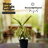 Song Of India / Pleomele (Dracaena reflexa) Flowering/Ornamental Live Plant (Home & Garden)
