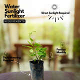 White Mandevilla / Rocktrumpet (Mandevilla boliviensis) Flowering/Ornamental Live Plant (Home & Garden)