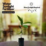 White Chamba / White Java Apple (Syzygium samarangense) Fruit Live Plant (Home & Garden)