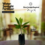 Egg Fruit / Muttapazham / Canistel (Pouteria campechiana) Fruit Live Plant (Home & Garden)