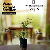 Pazhuthara Kolli | Centipede Plant | Ribbon Bush ( Homalocladium platycladum ) Ornamental/Medicinal/ Live Plant (Home & Garden)