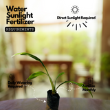 Spider Lilly (Hymenocallis littoralis) Flowering/Ornamental Live Plant (Home & Garden)