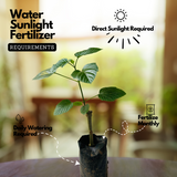 Flowering Plant Birth Star: Rohini (Plant: Hanuman Kireedam / Krishnakireedam / Red Pagoda) (Clerodendrum paniculatum) Flowering/Ornamental Live Plant (H&G)