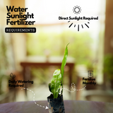 Nishagandhi / Brahma Kamal / Queen of the Night (Epiphyllum oxypetalum) Flowering/Ornamental Live Plant (Home & Garden)