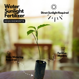 Passion Fruit (Passiflora edulis) Fruit/Flowering/Ornamental Live Plant (Home & Garden)