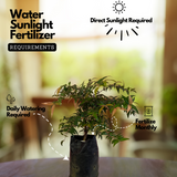 Poocha Pazham / Cat fruit ( Syzygium zeylanicum ) Fruit/Flowering/ Live Plant (Home & Garden)