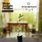 Seethapazham / Custard Apple (Annona reticulata) Fruit Live Plant (Home & Garden)