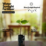 Grape / Munthiri (Black) (Vitis vinifera) Fruit/Ornamental Live Plant (Home & Garden)