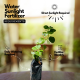 Panikoorka / Indian borage / Indian mint / Mexican mint / Mexican oregano / Spanish thyme (Coleus Aromaticus) Medicinal Live Plant (Home & Garden)