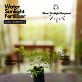 Golden Duranta / Golden Dew Drop (Duranta erecta) Ornamental Live Plant (Home & Garden)