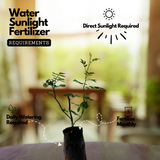 Pink Rose (Rosa meldomonac.) Flowering/Ornamental Live Plant (Home & Garden)