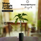 Avocado ( Pinkerton ) grafted / Butter Fruit ( Persea americana ) Fruit Live Plant (Home & Garden)