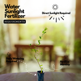 Henna Plant / Mylanchi (Lawsonia inermis) Ornamental Live Plant (Home & Garden)