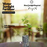 Japanese Honey Suckle - (Lonicera japonica -White Honeysuckle) Flowering | Ornamental| Medicinal Creeper Live Plant (Home & Garden)