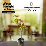 Luvikka / Lovlolika Loovy / Indian Coffee Plum (Flacourtia jangomas) Fruit/Ornamental Live Plant (Home & Garden)