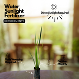 Vayambu / Sweet Flag / Vasambu (Acorus calamus) Medicinal Live Plant (Home & Garden)