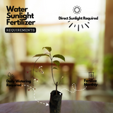 Light Bulbs | Chains Of Glory | Wallich's Glorybower | Bridal Veil (Clerodendrum wallichii) Flowering/Ornamental Live Plant (Home & Garden)