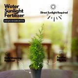 Golden Cypress (Cupressus Golden) Ornamental Live Plant (Home & Garden)