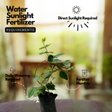 Blackberry (Rubus) Fruit Live Plant (Home & Garden)