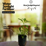 Vicks Tulsi Plant ( Ocimum tenuiflorum ) Ornamental/Medicinal Live Plant (Home & Garden)