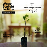 Chaya Mansa / Tree Spinach (Cnidoscolus aconitifolius) Ornamental/Medicinal Live Plant (Home & Garden)