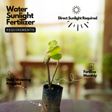 Giloy Plant / Chittamruthu (Tinospora cordifolia) Medicinal Live Plant (Home & Garden)