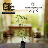 Tulsi Plant / Holy Basil (Ocimum tenuiflorum) Ornamental/Medicinal/ Live Plant (Home & Garden)