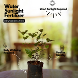 White Arabic Jasmine / Kutti Mulla (Jasminum) Flowering/Ornamental Live Plant (Home & Garden)