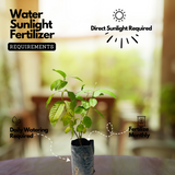 Common Guava Plant / Pera (Psidium guajava) Fruit Live Plant (Home & Garden)