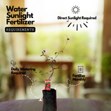 Pomegranate / Mathalam (Layered) (Punica granatum) Fruit Live Plant (Home & Garden)