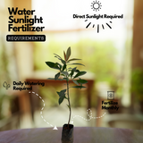 Kili Njaval (Ardisia elliptica) Fruit / Medicinal Live Plant (Home & Garden)