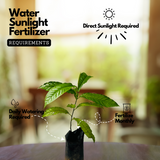 Rudraksha Plant (Elaeocarpus ganitrus) Flowering/Ornamental Live Plant (Home & Garden)