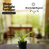 Spider Plant (Chlorophytum comosum) Ornamental Live Plant (Home & Garden)