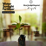 Baraba ( Garcinia intermedia ) Fruit/Flowering/Ornamental Live Plant (Home & Garden)