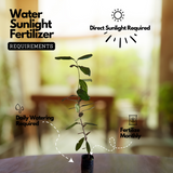 All Spice Plant / Sarvasugandhi / Jamaica pepper (Pimenta dioica) Flowering/Ornamental/Medicinal Live Plant (Home & Garden)