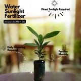 Mangosteen ( Garcinia mangostana ) Live Fruit Plant (Home & Garden)