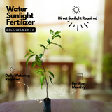 Chamba / Water Apple (Syzygium samarangense) Fruit/Ornamental Live Plant (Home & Garden)