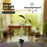 True Cinnamon Plant / Bay Leaf (Cinnamomum verum) Ornamental/Medicinal Live Plant (Home & Garden)