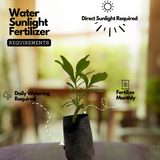 Sambar Cheera | Ceylon Spinach ( Talinum Triangulara ) Flowering/Medicinal Live Plant (Home & Garden)